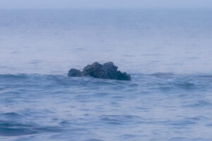 EXPOSITIONInstallation immersive « Topologie de l’Eau : Roches, Plantes et Vent »