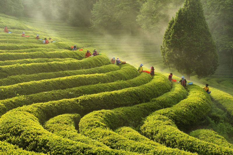 Guide Corée Voyage Corée Budget Corée Séoul Visite Boseong Daehan Dawon Plantation thé vert