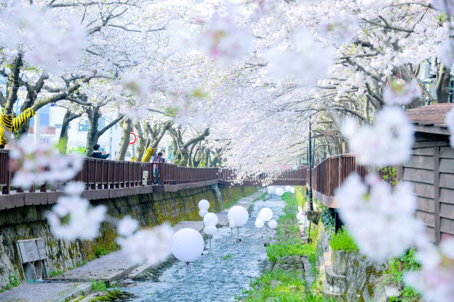 Guide Corée Voyage Corée Circuit Organisé Corée Visite Jinhae rivière Yeojwacheon