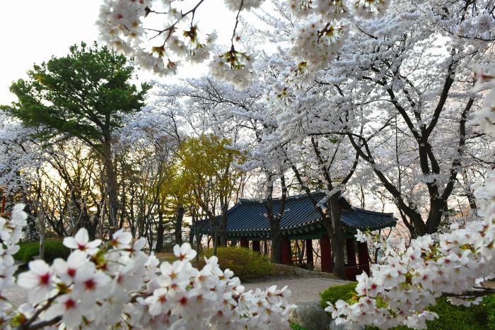 Guide Corée Voyage Corée Circuit Organisé Corée Visite Séoul Namsan printemps